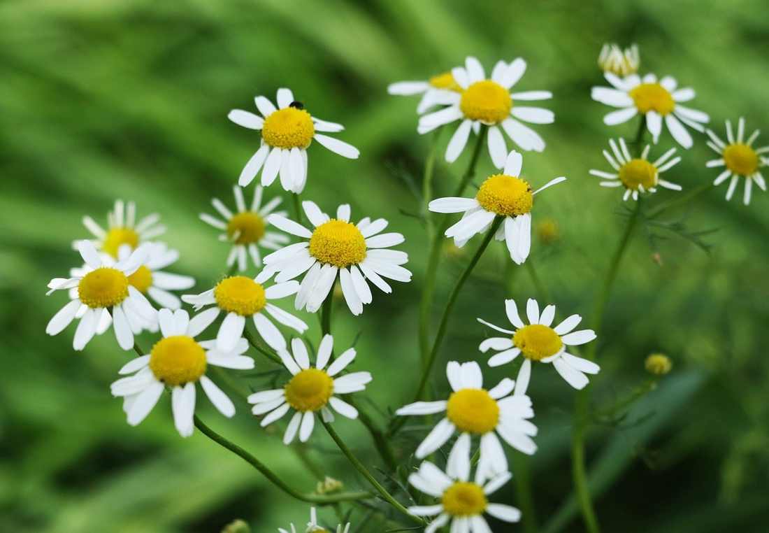 Floricultura Menina Flor