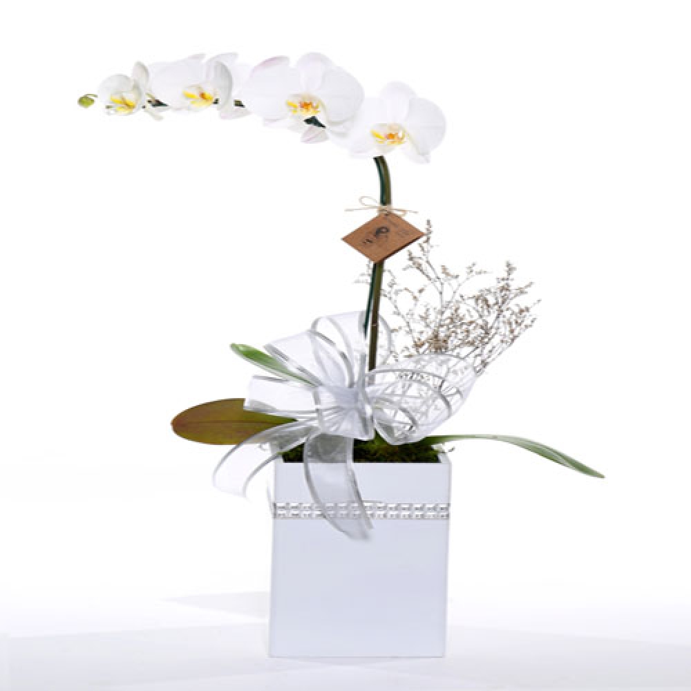 Orquídea Menina Flor