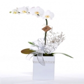 Orquídea Menina Flor