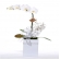 Orquídea Menina Flor