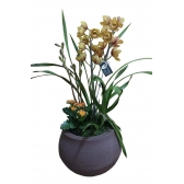 Jardim Com Orquídea Cymbidium Amarela