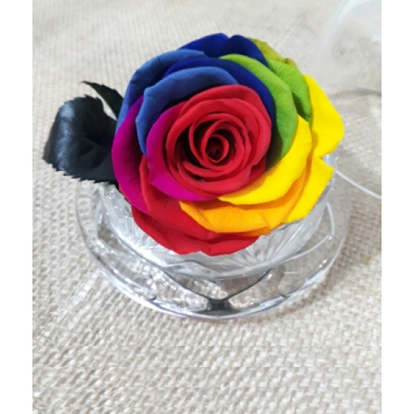 ROSA ENCANTADA MULTICOLOR