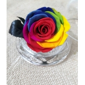 ROSA ENCANTADA MULTICOLOR