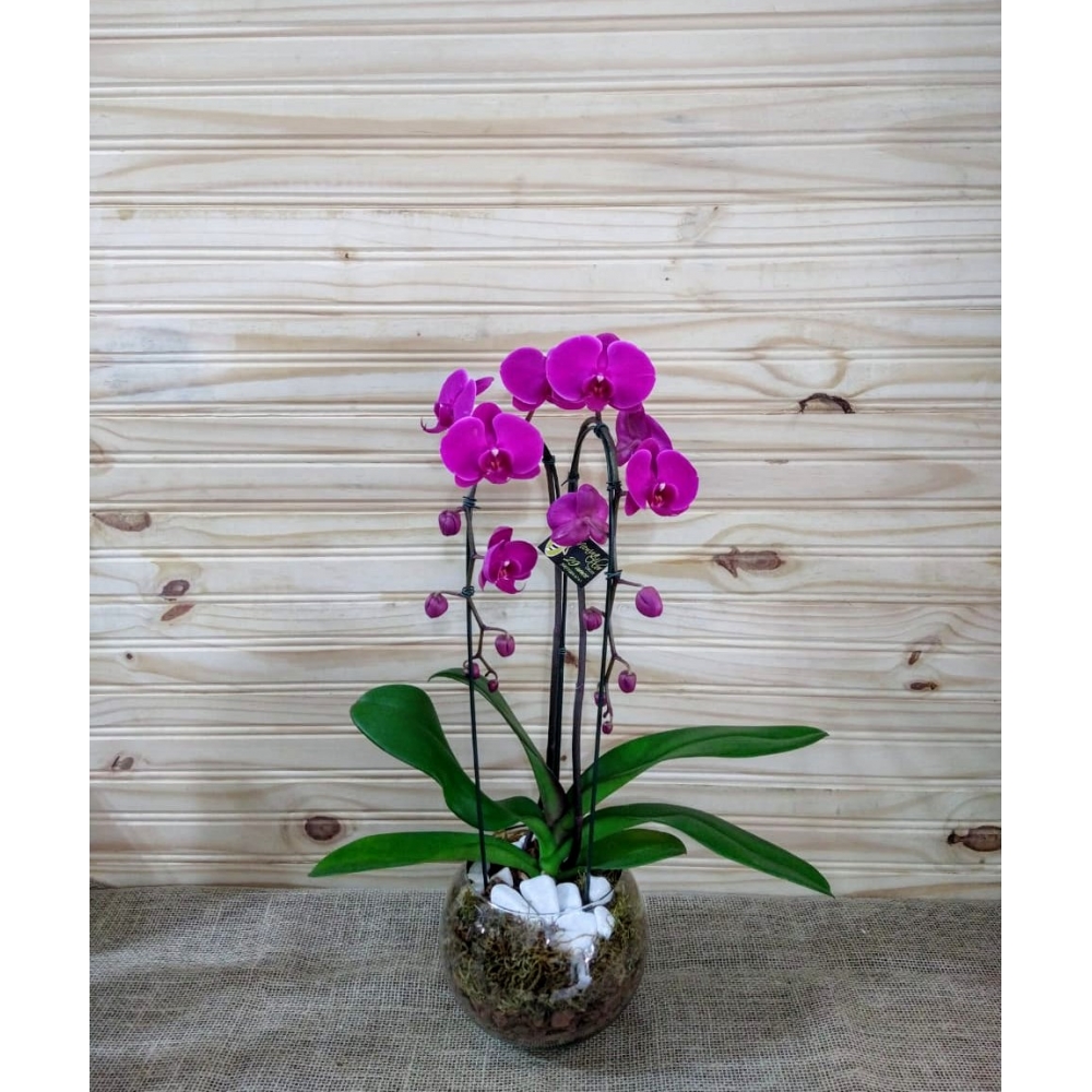 ORQUÍDEA CASCATINHA NO AQUÁRIO