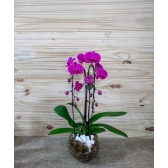ORQUÍDEA CASCATINHA NO AQUÁRIO