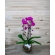ORQUÍDEA CASCATINHA NO AQUÁRIO