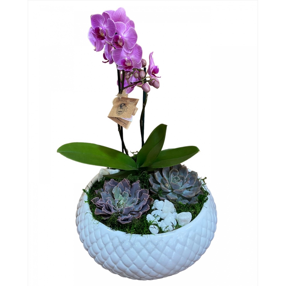 Mini Jardim