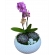 Mini Jardim