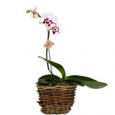 Orquídea da Casa
