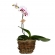 Orquídea da Casa
