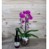 ORQUÍDEA CASCATINHA NO AQUÁRIO COM VINHO FRIZZANTE