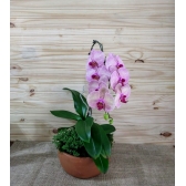 ORQUÍDEA JARDIM DE CASCATA