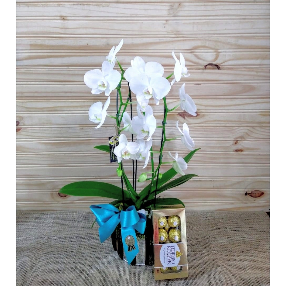 ORQUÍDEA CASCATINHA COM FERRERO 8 UNIDADES