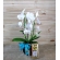 ORQUÍDEA CASCATINHA COM FERRERO 8 UNIDADES
