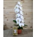 ORQUÍDEAS AVALANCHE COM CHOCOLATE FERRERO 12 UNIDADES