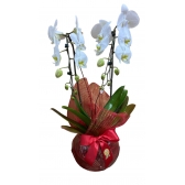 Orquídea Elegance Red