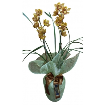 Orquídea Cymbidium Amarela