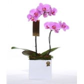 Orquídea Sweet