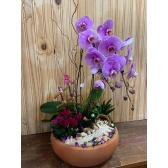 Jardim de orquídea