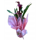 Callas