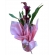 Callas
