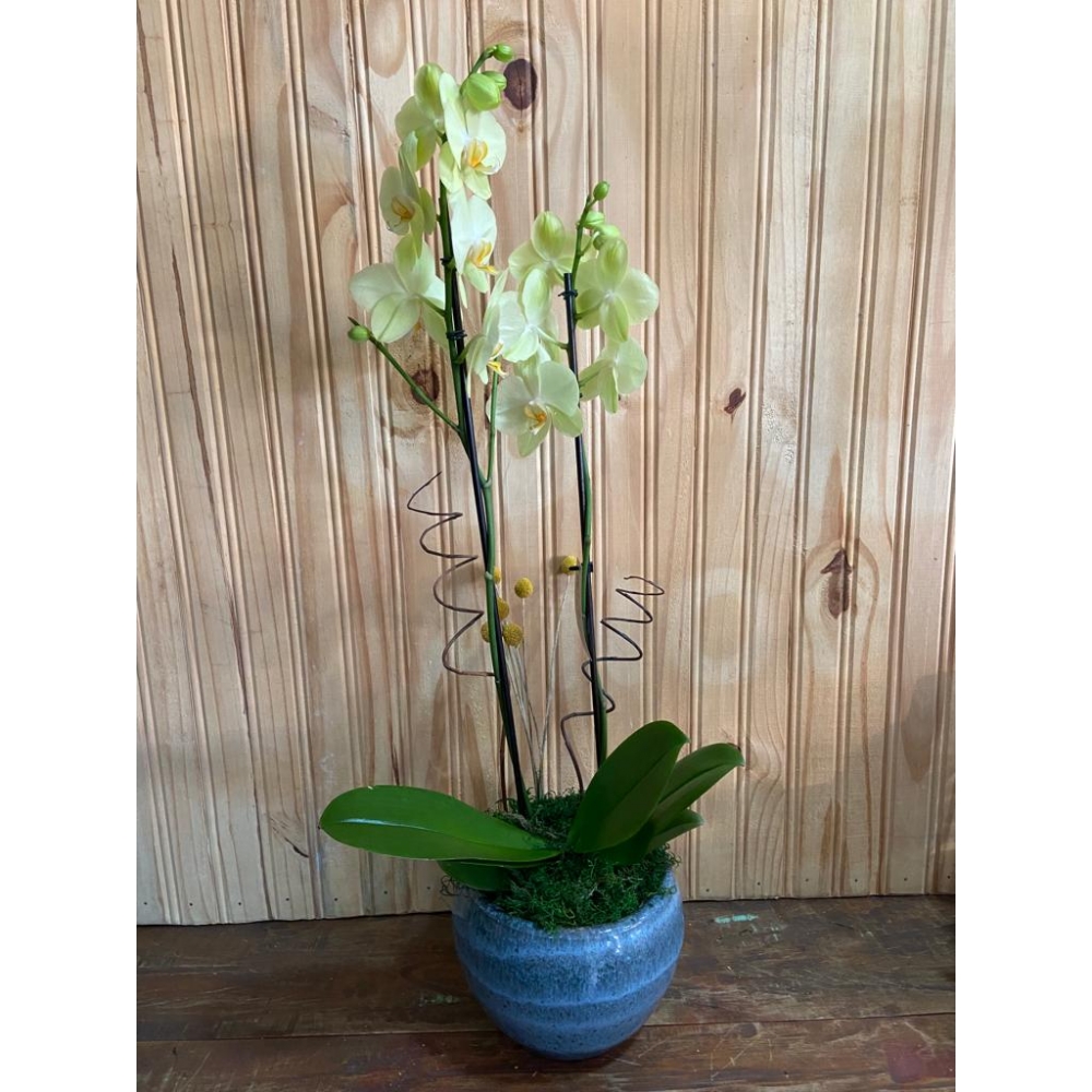 Bela Orquídea