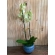 Bela Orquídea