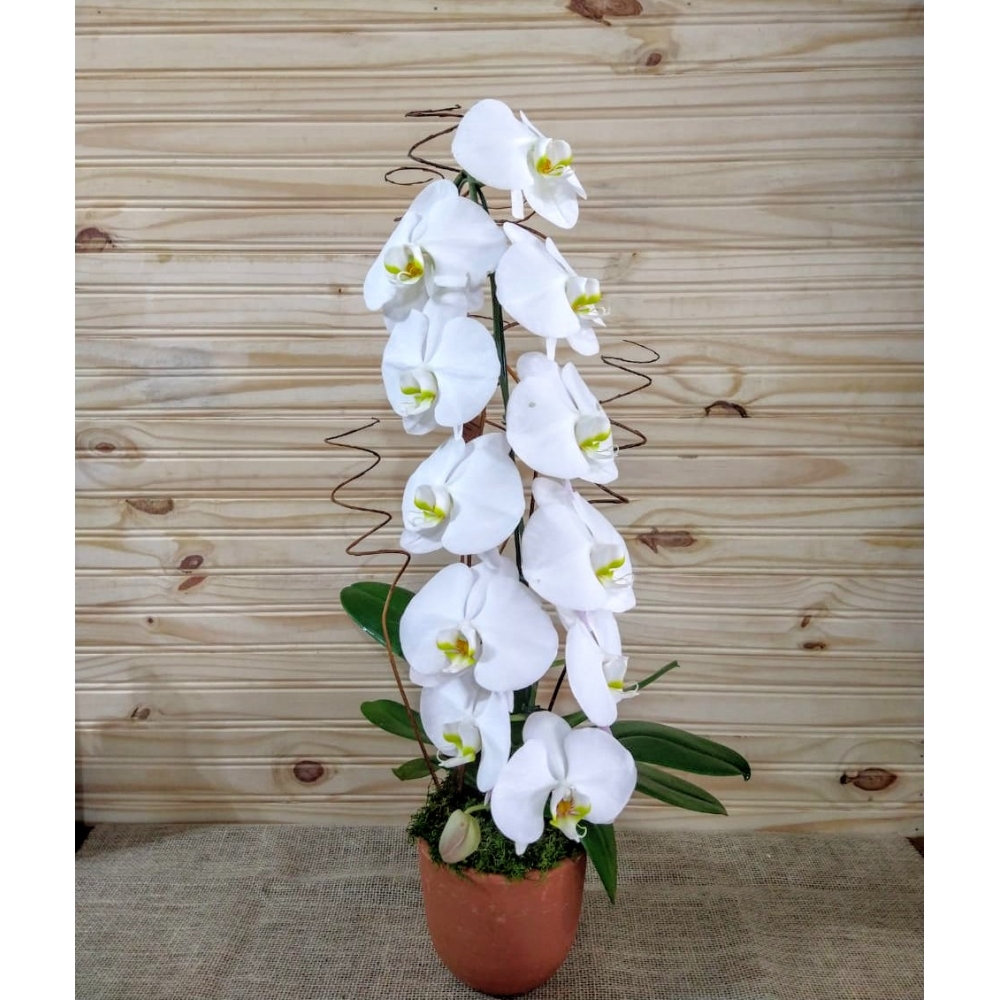ORQUÍDEA AVALANCHE