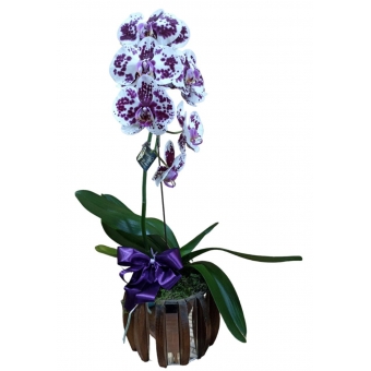 Orquídea Cascata Branca Com Roxo