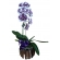 Orquídea Cascata Branca Com Roxo