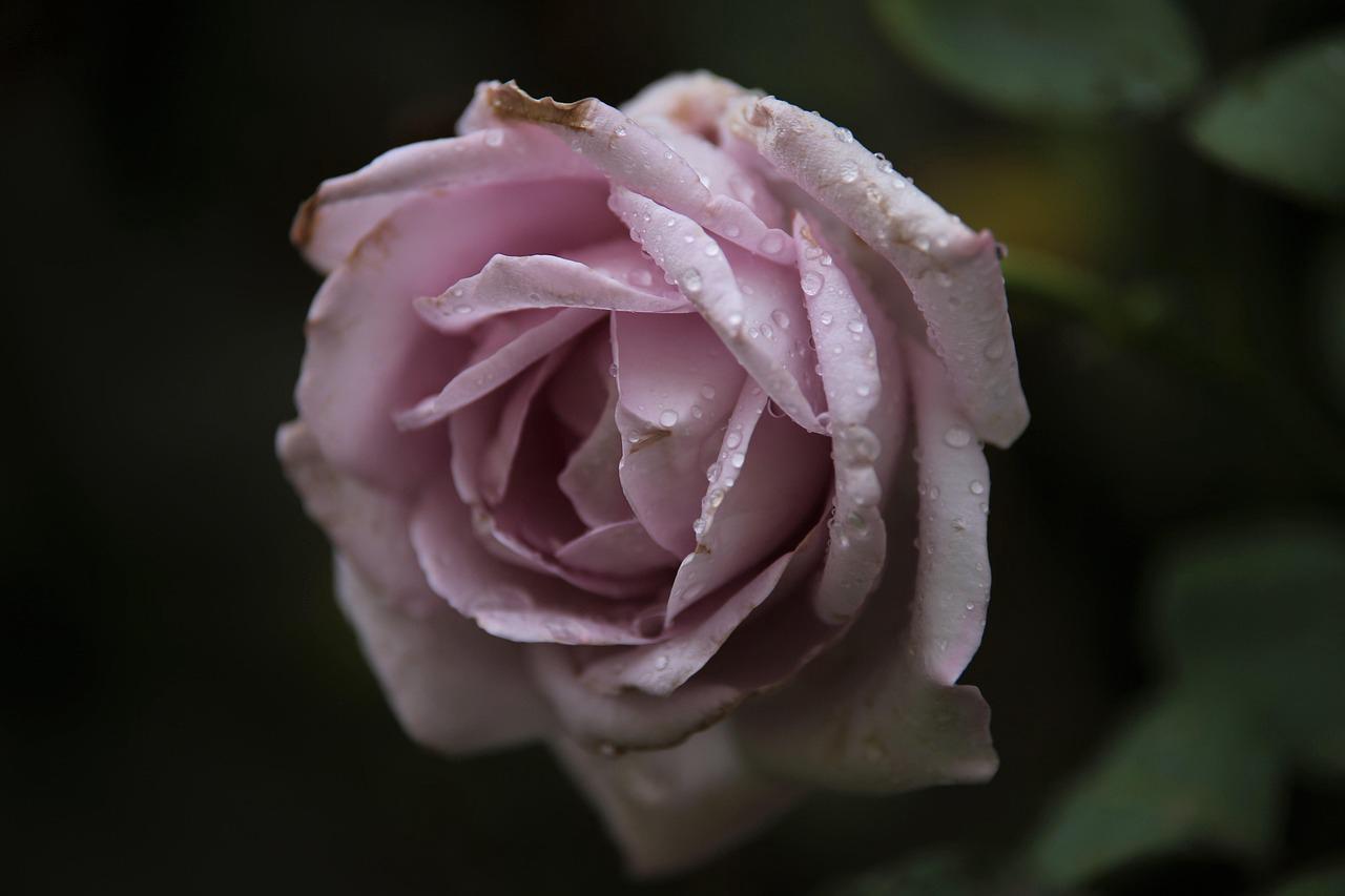 Floricultura Menina Flor