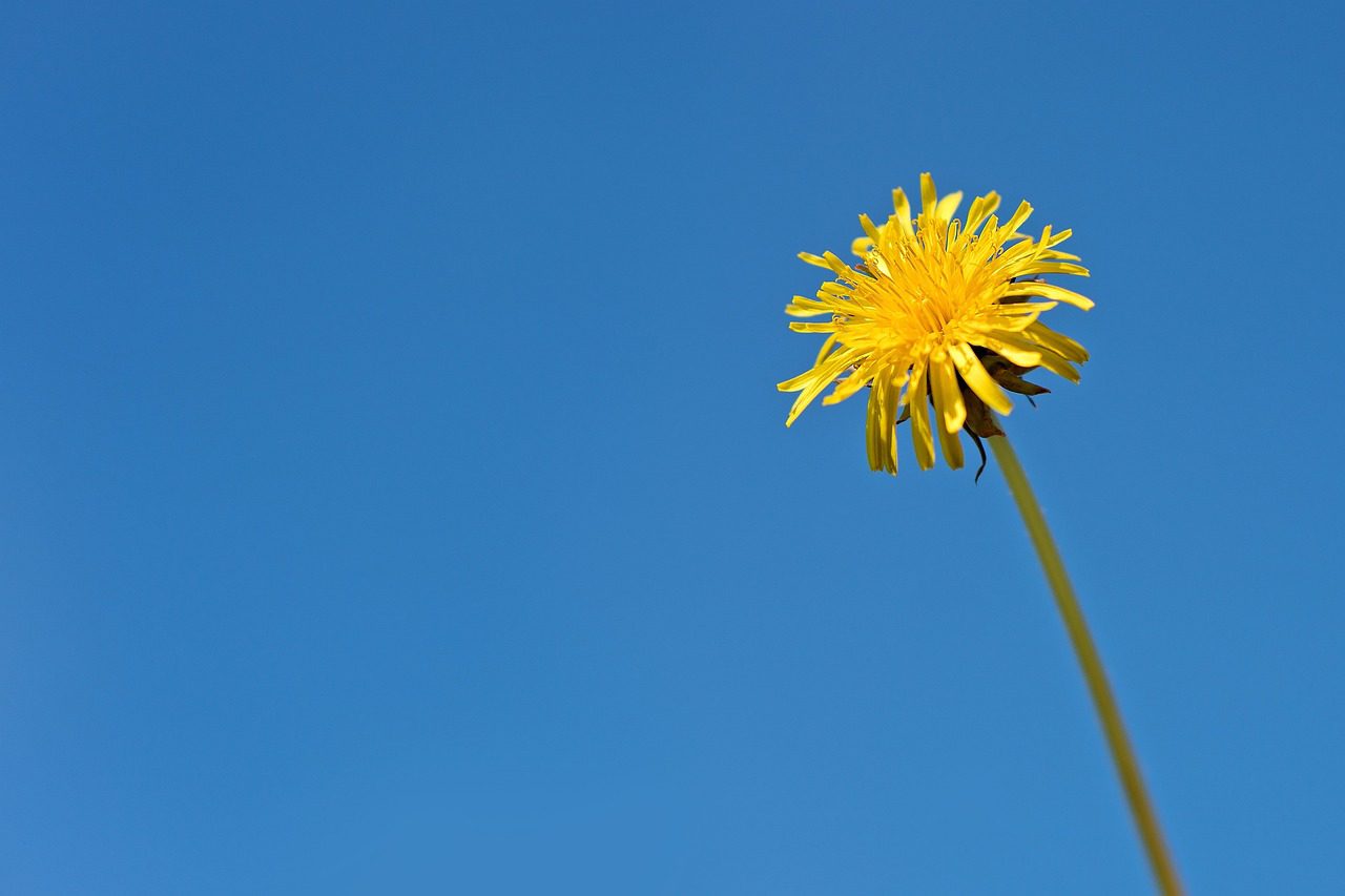 Floricultura Menina Flor