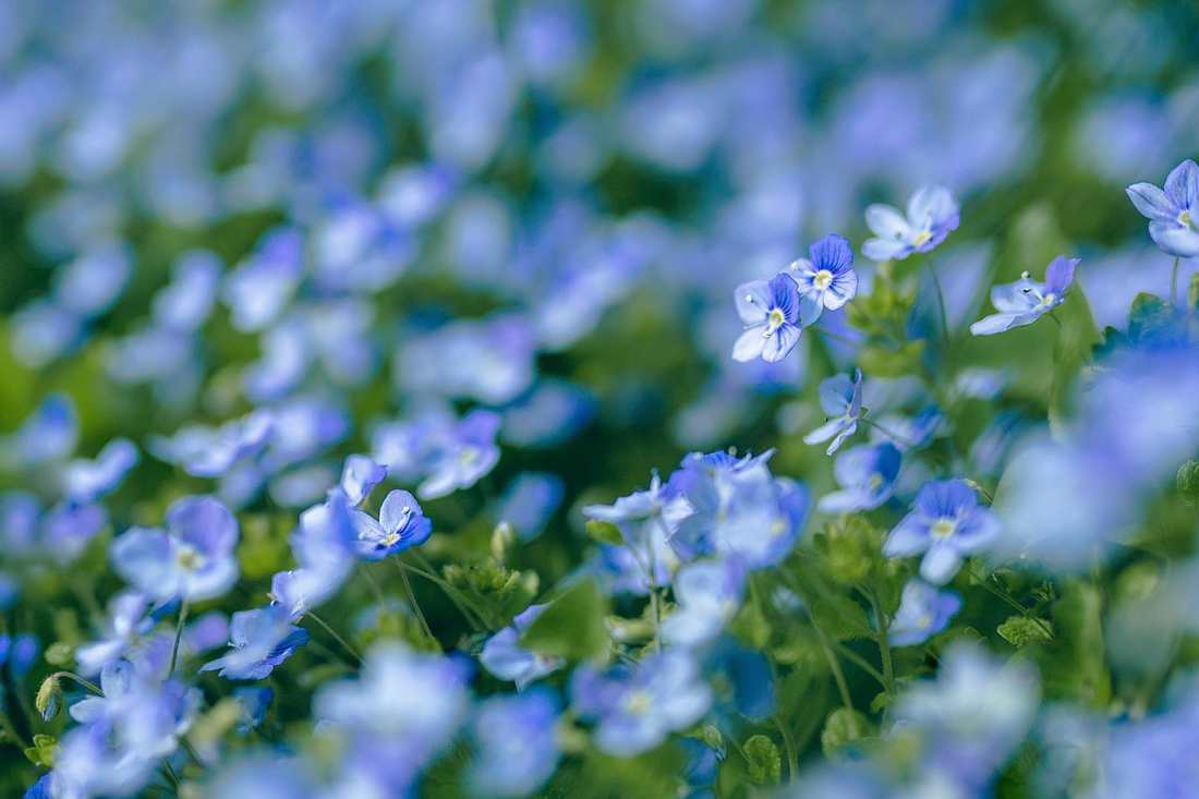 Floricultura Menina Flor