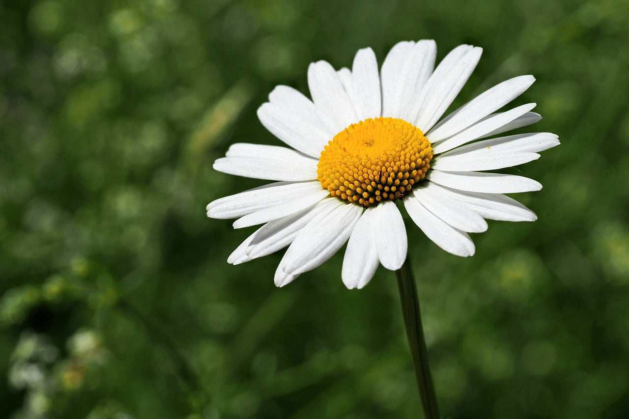 Floricultura Menina Flor