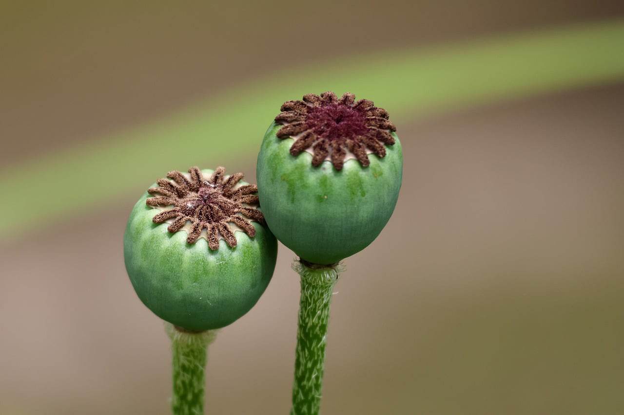 Floricultura Menina Flor