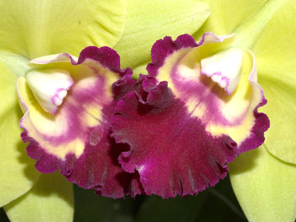Orquídea Glamour