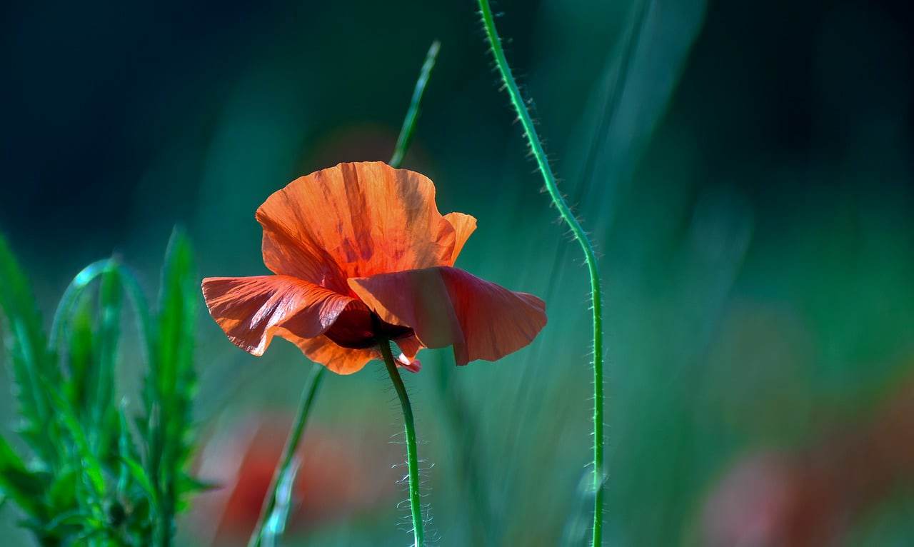 Floricultura Menina Flor